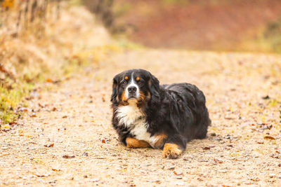 Portrait of dog on field