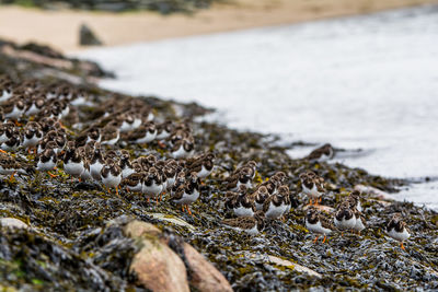 Birds on beach