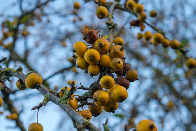 Close-up of fruits on tree