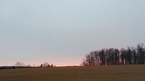 Bare trees on field against clear sky