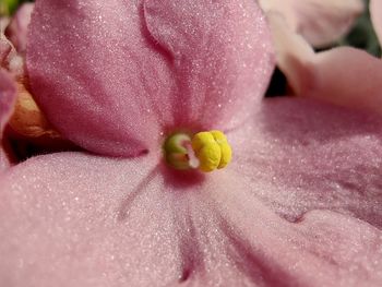 Close-up of pink rose flower