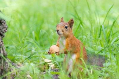 Squirrel on a field