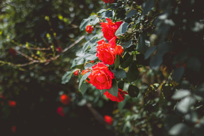 Close-up of red hibiscus on plant