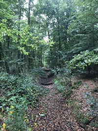 Trees growing in forest