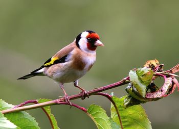 Bird perching on branch