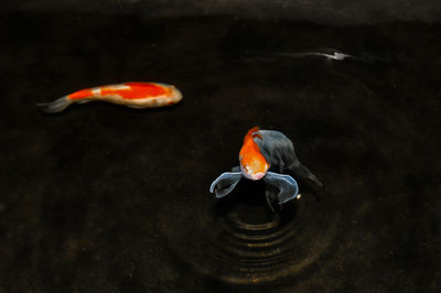 High angle view of fish swimming in lake