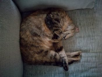 Close-up of cat sleeping on sofa