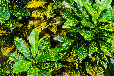 Full frame shot of green leaves