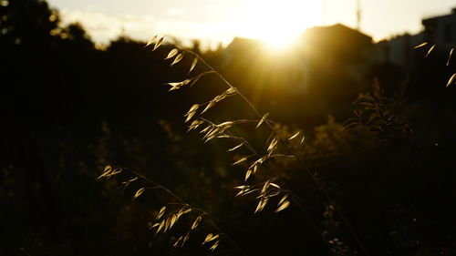 Close-up of silhouette plant on field against sky during sunset