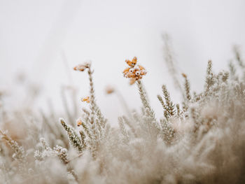 Selective focus photo of frosty heather on a cold, winters morning.