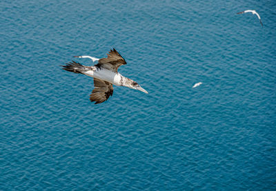 Close up of flying gliding large white sea-bird gannet with a huge wingspan over blue sky and ocean