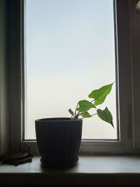 Close-up of potted plant on window sill at home