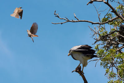 Low angle view of birds flying against blue sky