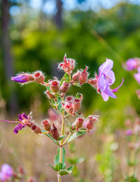 Close-up of pink flowering plant