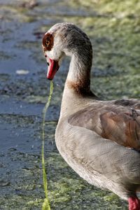 Close-up of duck in lake