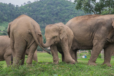 View of elephants in park