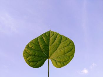 Low angle view of plant leaves against sky