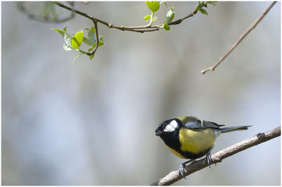 Close-up of bird perching on branch