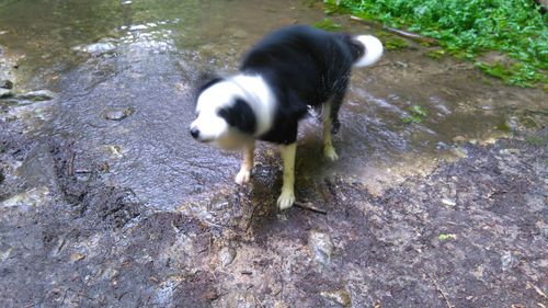 Dog in water