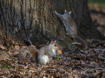 Close-up of squirrel on tree trunk