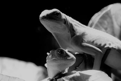 Close-up of lizards