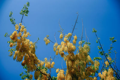 Low angle view of flowering plants against clear blue sky