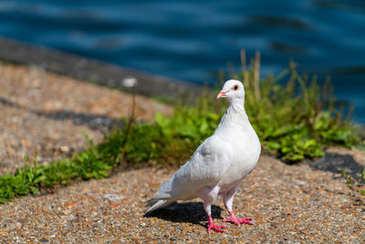 Close-up of bird perching on shore