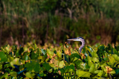 Close-up of bird on field