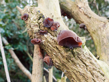 Close-up of mushrooms on tree trunk