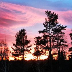 Silhouette of trees at sunset