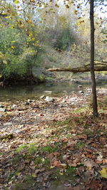 Scenic view of forest