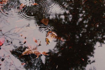 Close-up of birds in water