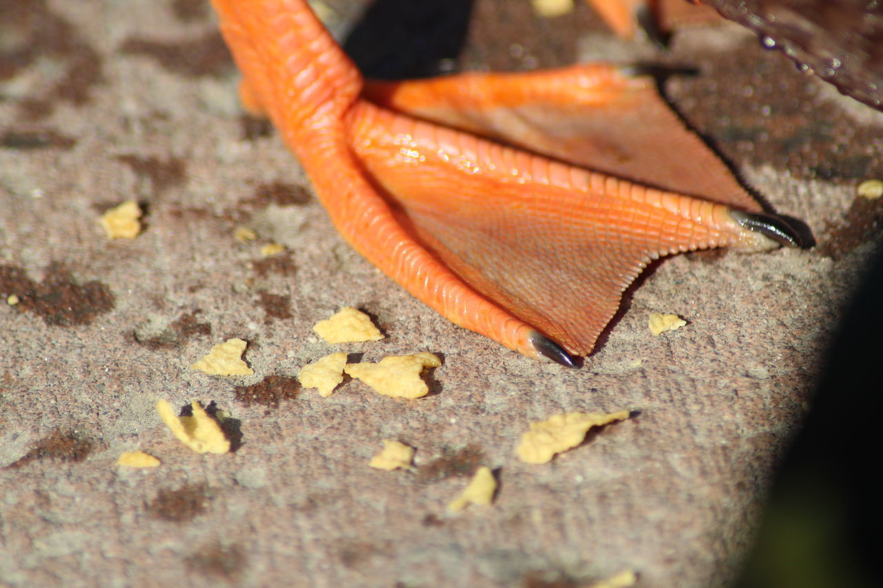 CLOSE-UP OF CRAB ON ROCK