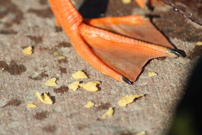 Close-up of orange leaf on rock