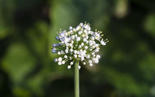 Close-up of white flowering plant