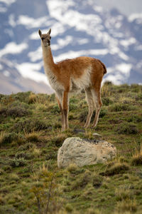 Deer standing on field