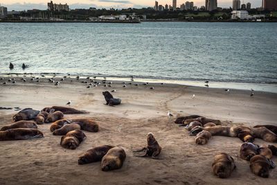 High angle view of group of sea wolf on beach