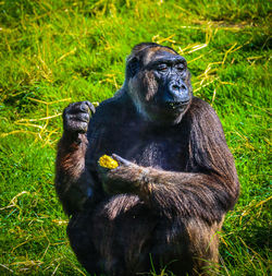 Close-up of monkey sitting on grassy field