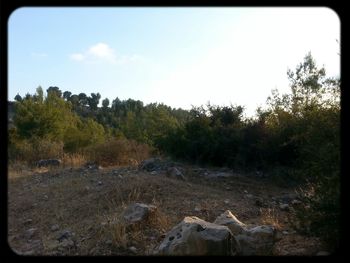 Trees on landscape