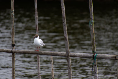Bird perching on a fence