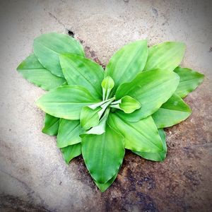 High angle view of green leaves on floor