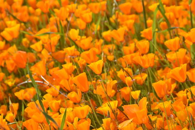 Full frame shot of yellow flowering plants on field