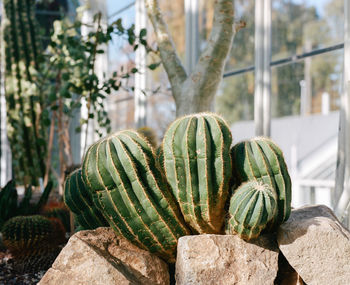 Close-up of succulent plant