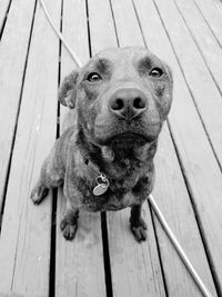 Close-up portrait of dog