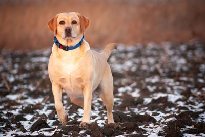 Portrait of dog standing outdoors