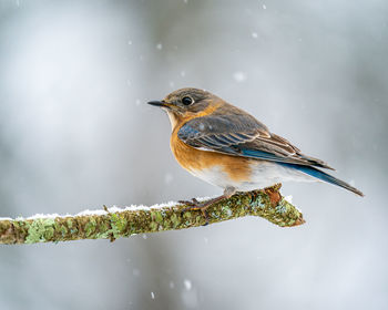 Close-up of bird perching on branch