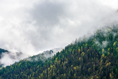 Scenic view of forest against sky
