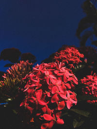 Close-up of red flowers blooming against sky at night