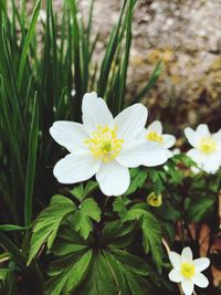 Close-up of white flowering plant