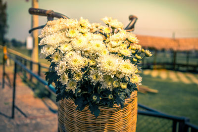 Close up a bouquet of flowers on the bike basket